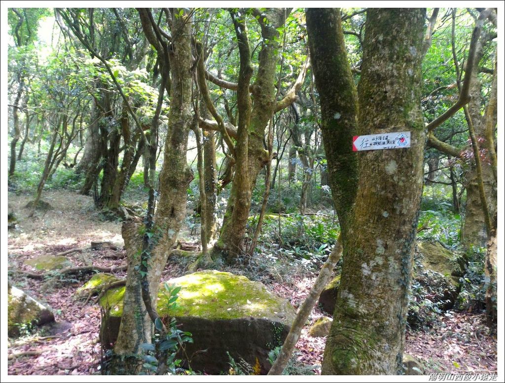 2018陽明山西段小縱走12.jpg 2018陽明山西段小縱走12.jpg