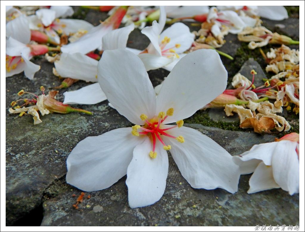 登溪南尖賞桐趣04.jpg 登溪南尖賞桐趣04.jpg