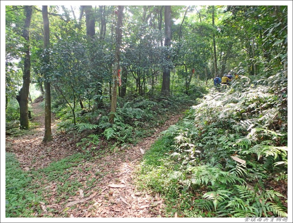 登溪南尖賞桐趣08.jpg 登溪南尖賞桐趣08.jpg