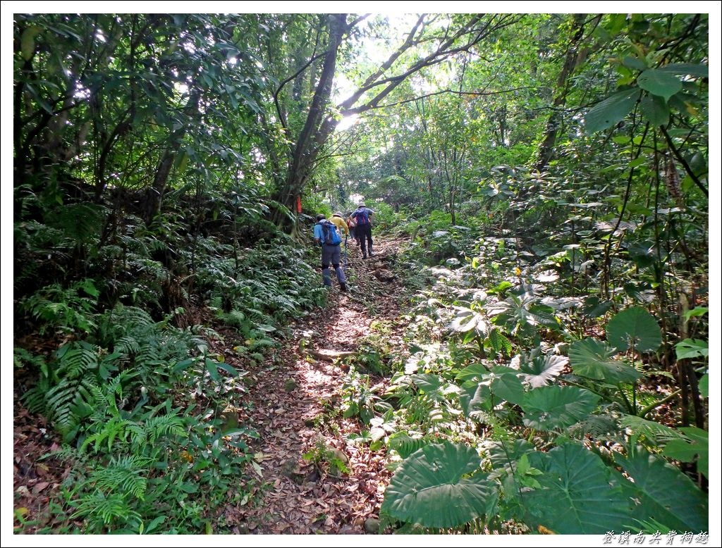 登溪南尖賞桐趣07.jpg 登溪南尖賞桐趣07.jpg