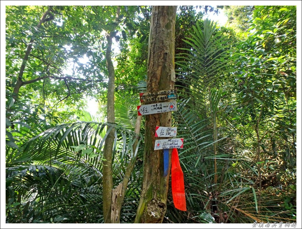 登溪南尖賞桐趣17.jpg 登溪南尖賞桐趣17.jpg