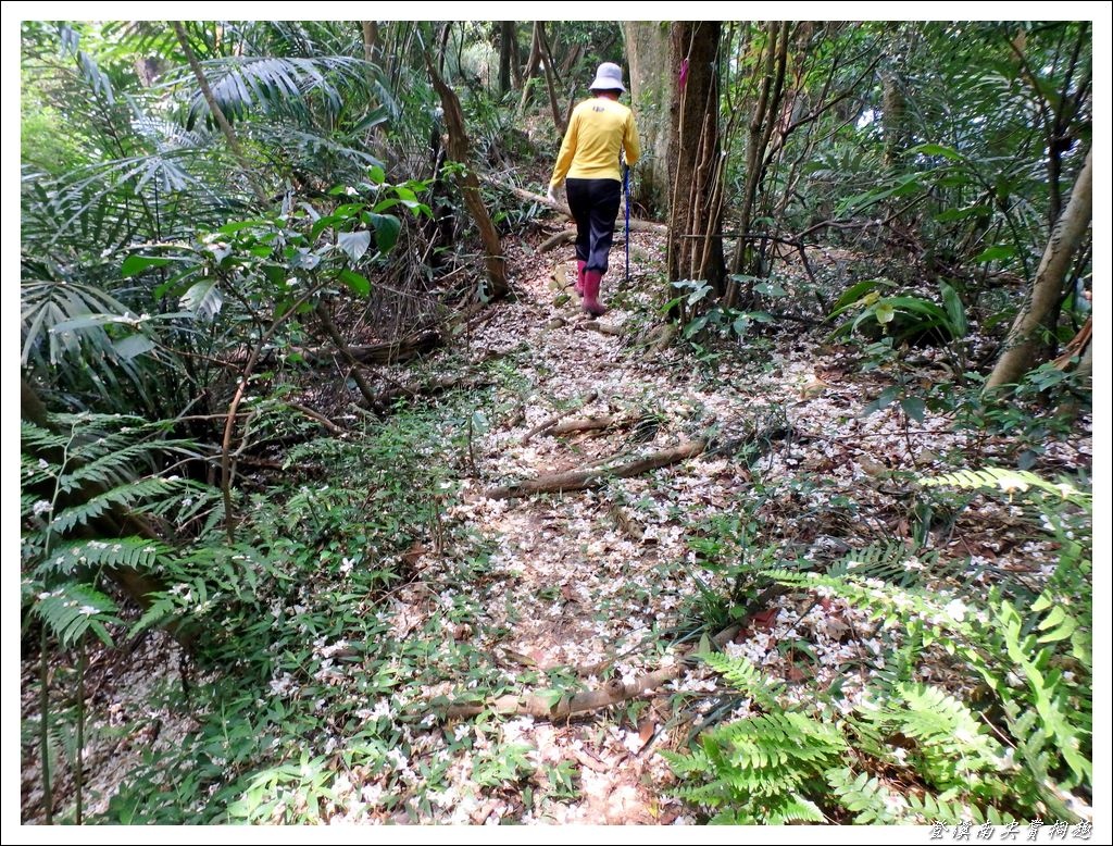 登溪南尖賞桐趣22.jpg 登溪南尖賞桐趣22.jpg