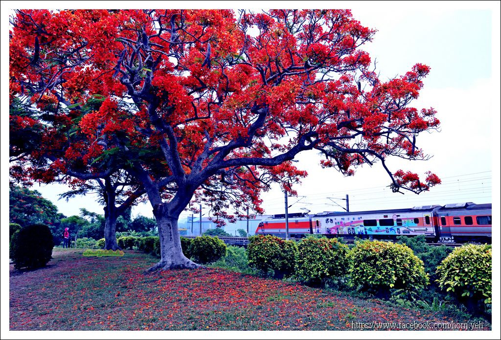 造橋鳳凰花火車03.jpg 造橋鳳凰花火車03.jpg