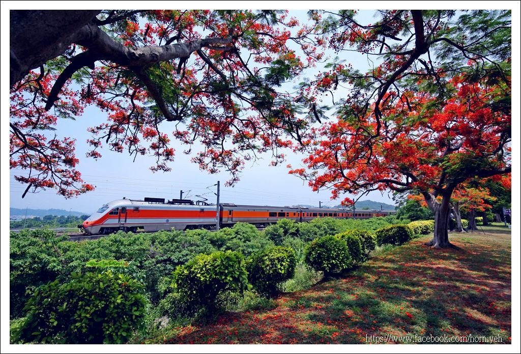 造橋鳳凰花火車05.jpg 造橋鳳凰花火車05.jpg