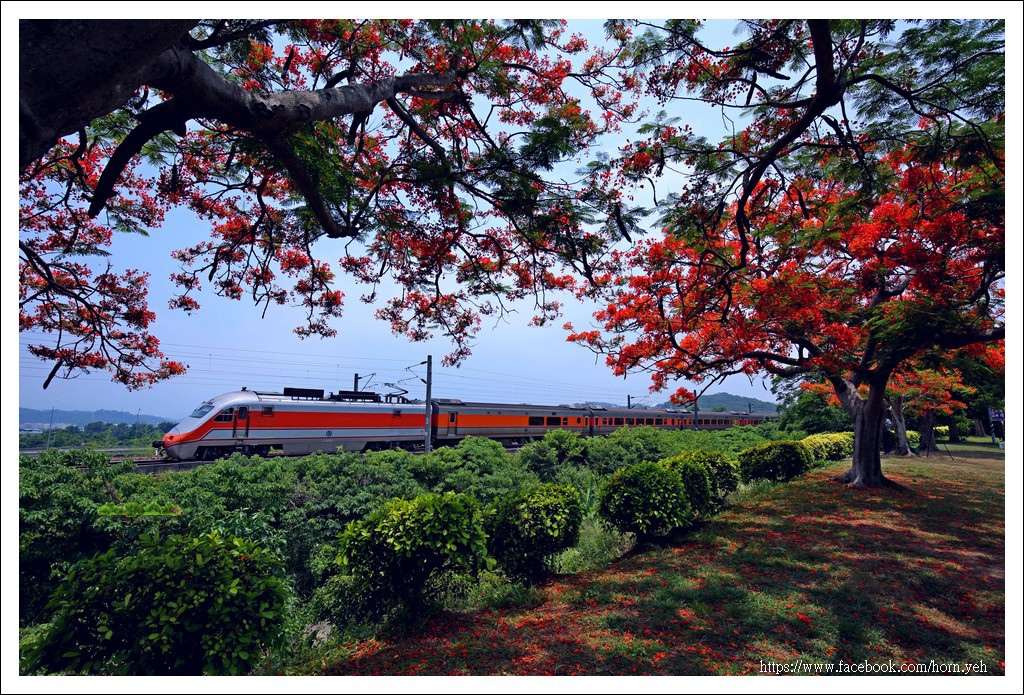 造橋鳳凰花火車01.jpg 造橋鳳凰花火車01.jpg