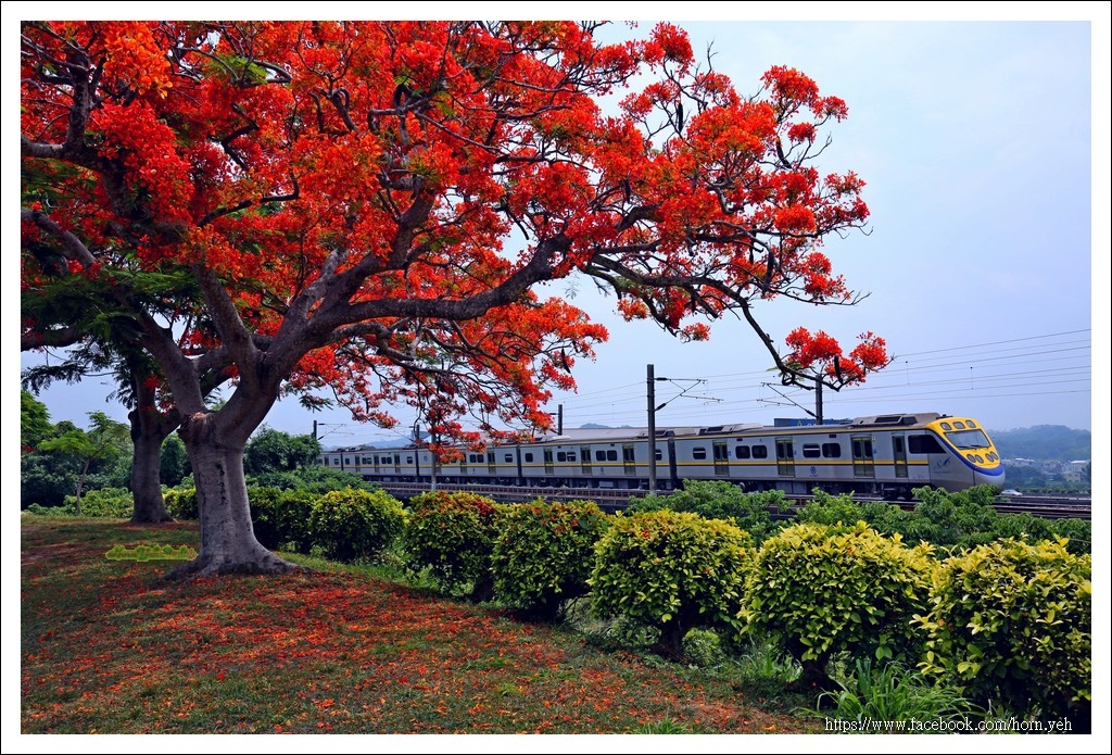 造橋鳳凰花火車02.jpg 造橋鳳凰花火車02.jpg