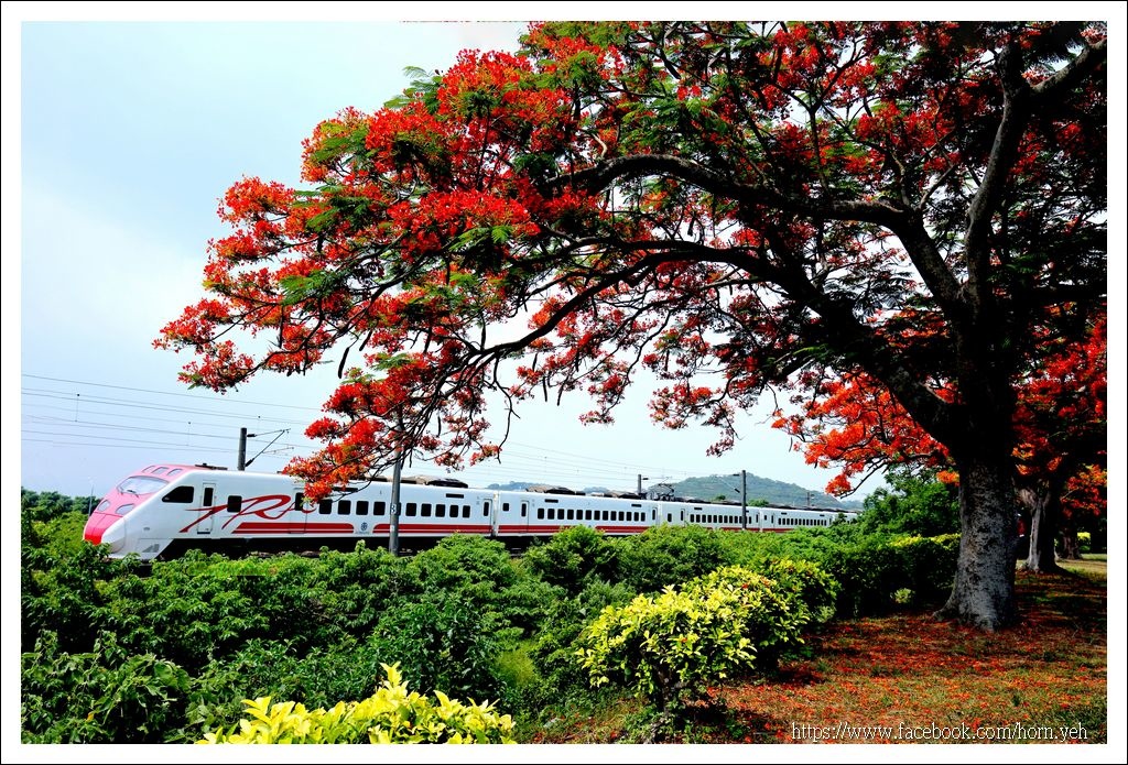造橋鳳凰花火車07.jpg 造橋鳳凰花火車07.jpg