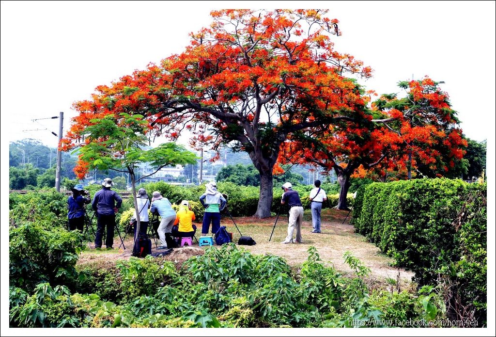造橋鳳凰花火車09.jpg 造橋鳳凰花火車09.jpg