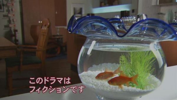 金魚來也