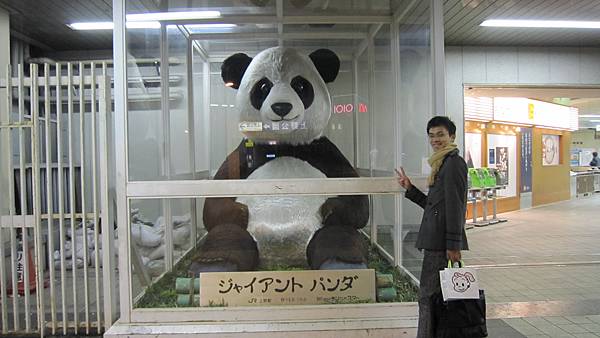上野公園的熊貓