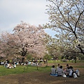 井之頭公園的櫻花