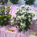 20110203190.jpg