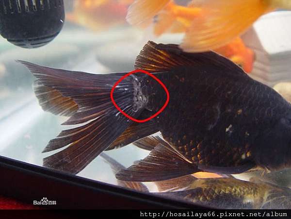 魚病疑難雜症 金魚常見疾病 四 水霉病 六兩の金魚玩樂書 痞客邦 魚病疑難雜症 金魚常見疾病 四 水霉病 六兩の金魚玩樂書 痞客邦