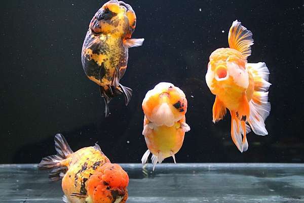 養魚小撇歩 餵食金魚的方法 六兩の金魚玩樂書 痞客邦 養魚小撇歩 餵食金魚的方法 六兩の金魚玩樂書 痞客邦