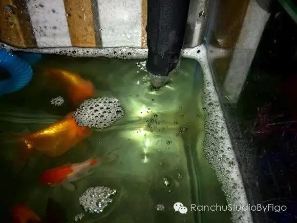養魚小撇步 缸養蘭壽 水面泡沫的原因及管理 六兩の金魚玩樂書 痞客邦 養魚小撇步 缸養蘭壽 水面泡沫的原因及管理 六兩の金魚玩樂書 痞客邦