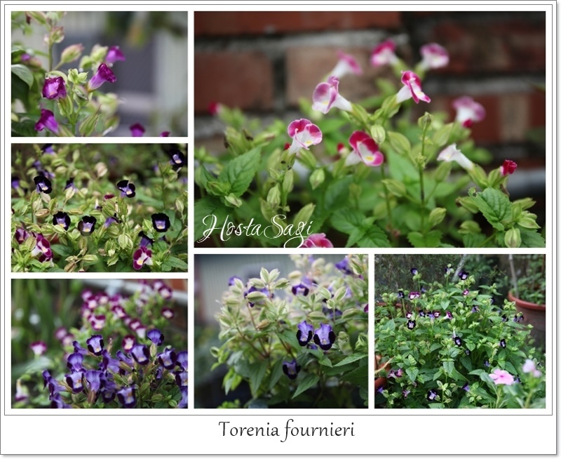 Annuals & Perennials(T1)