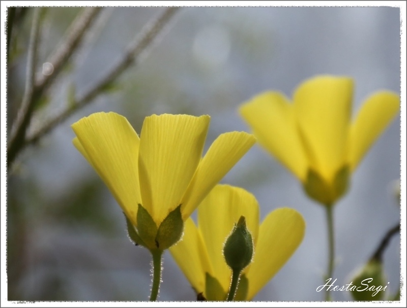 Carnivorous plants(1)