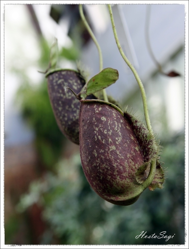 Carnivorous plants(2)