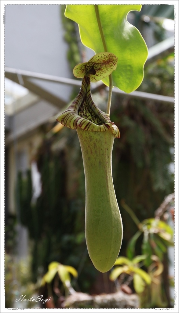 Carnivorous plants(2)