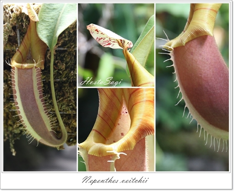 Carnivorous plants(2)