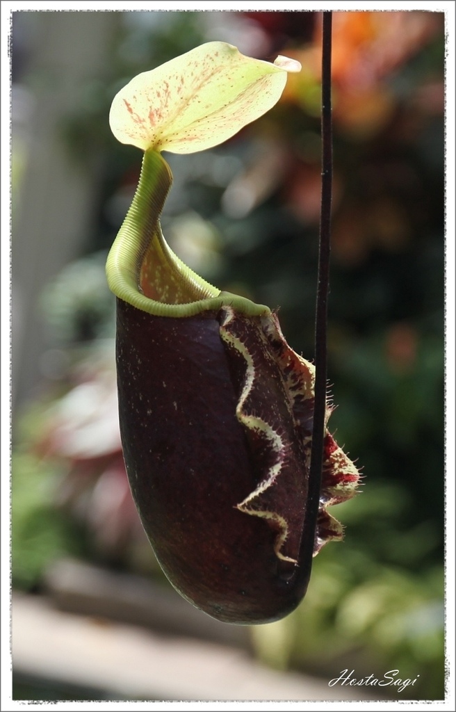 Carnivorous plants(2)