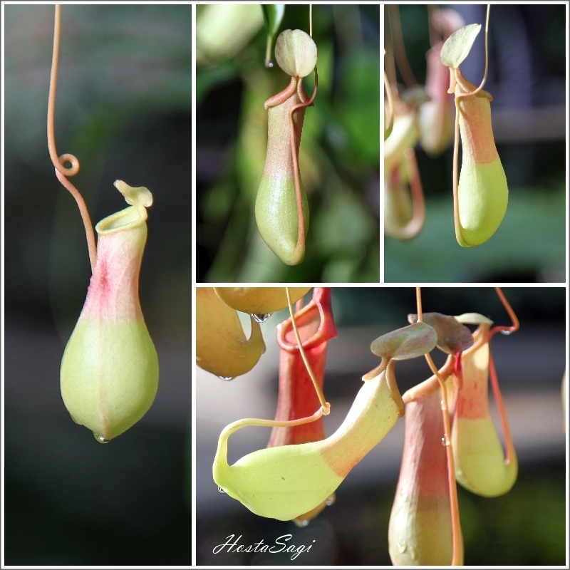 Carnivorous plants(2)