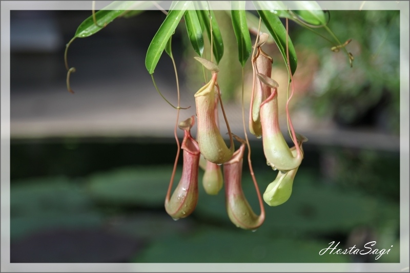 Carnivorous plants(2)