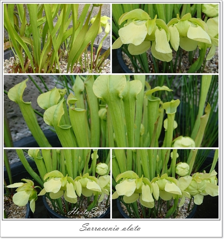 Carnivorous plants(3)