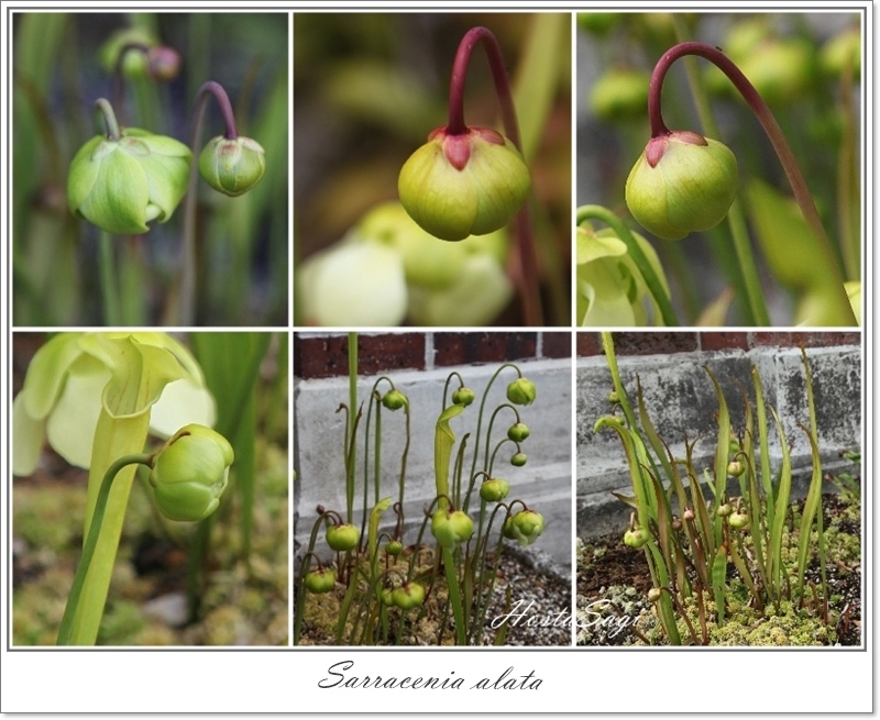 Carnivorous plants(3)