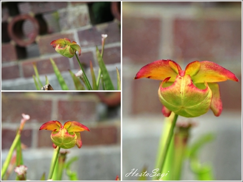 Carnivorous plants(3)