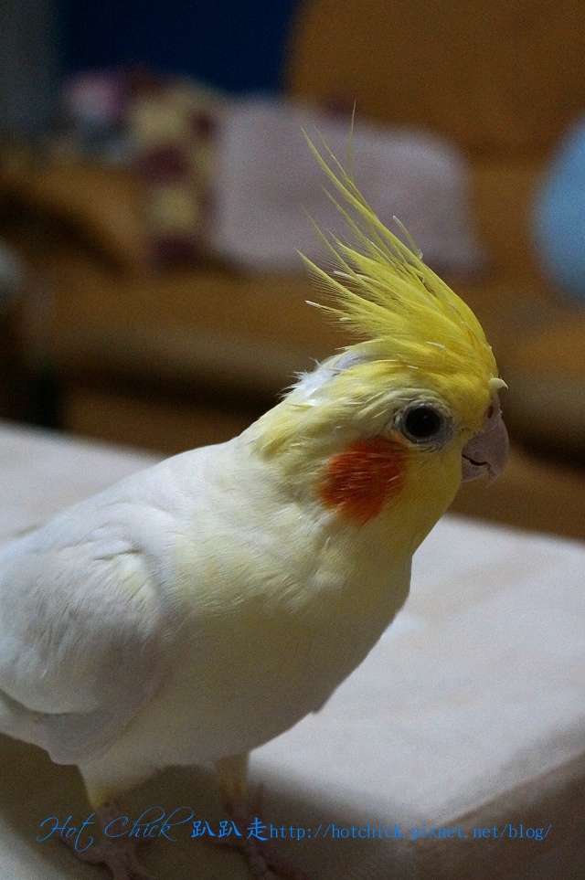 bird03.jpg