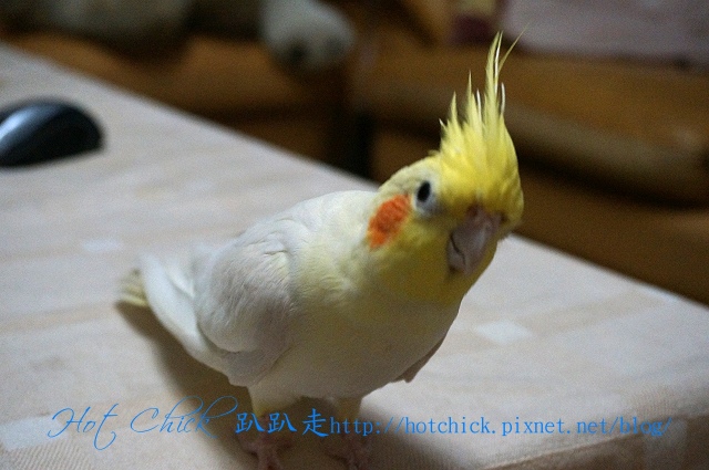 bird08.jpg