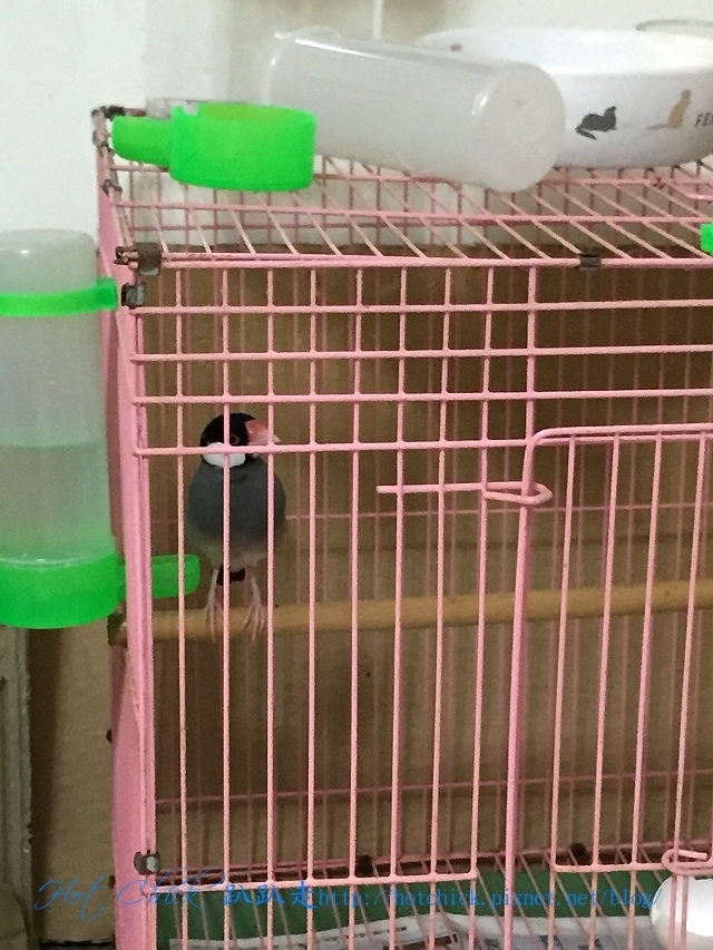 bird01.jpg bird01.jpg