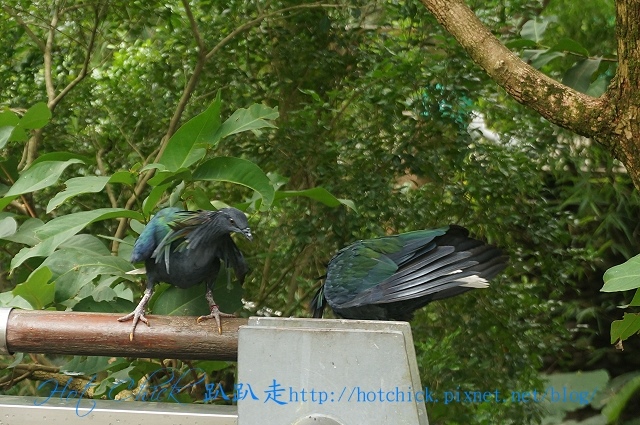 bird06.jpg bird06.jpg