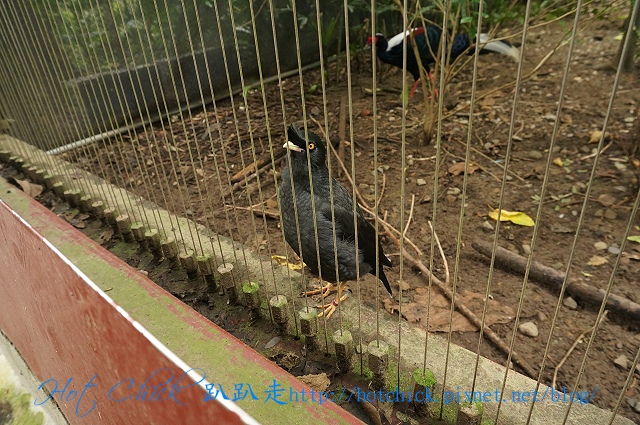 bird09.jpg bird09.jpg