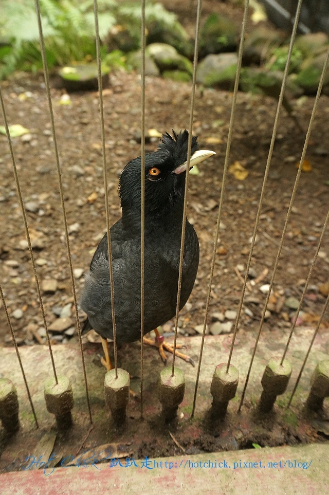 bird10.jpg