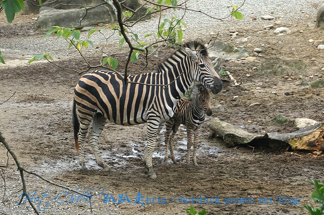 zoo03.jpg