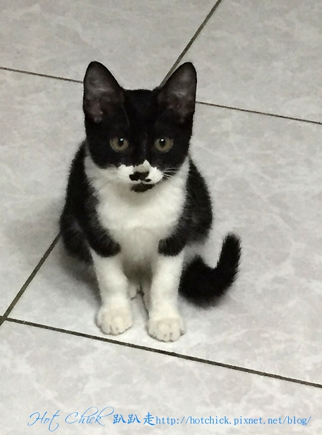 cat01.jpg cat01.jpg
