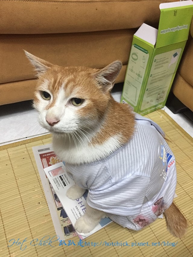 cat01.jpg cat01.jpg