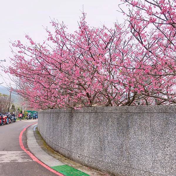 台北櫻花景點推介｜平菁街42巷-1024x1024.jpg