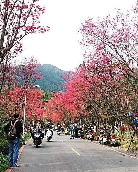 台北櫻花景點推介｜北投復興三路櫻花隧道｜櫻花隧道-820x1024.jpg