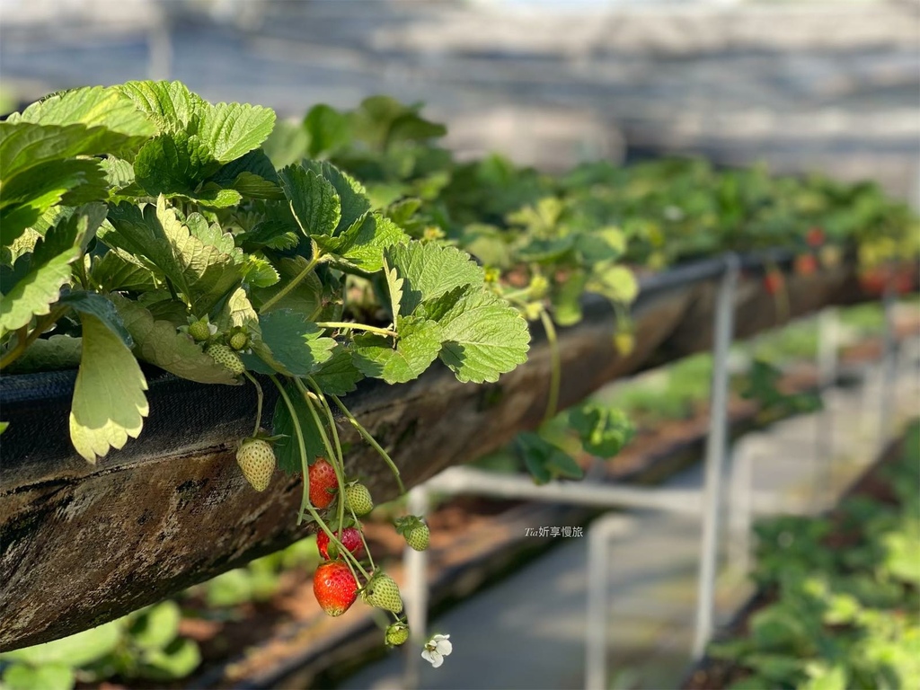 【桃園採草莓】中庄農園｜桃園大溪採草莓，這家還有草莓甜點和草