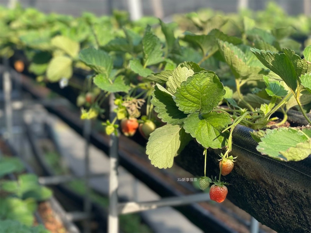 【桃園採草莓】中庄農園｜桃園大溪採草莓，這家還有草莓甜點和草