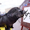 sea-lion-calligraphy-2