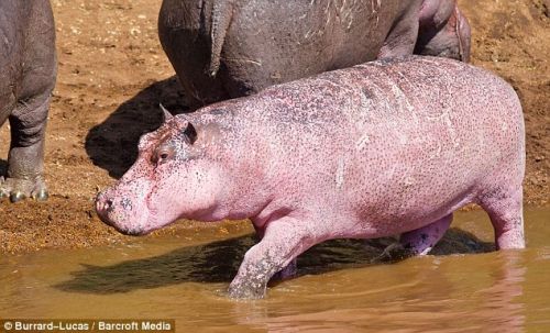 pink-hippo-2.jpg