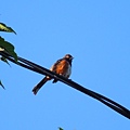 Eastern Tohee (1)