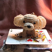 Toy poodle