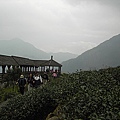 鳳凰山-台大茶園