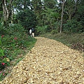 鳳凰山-台大茶園