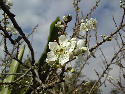 烏松崙梅花